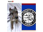 Adopt MERLE a Catahoula Leopard Dog, Mixed Breed