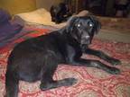 Adopt Lacy a Black Labrador Retriever