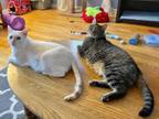 Adopt Lucky & James (bonded pair) a Domestic Short Hair