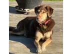 Adopt Daphne-Courtesy Post Do NOT contact SDRO a Labrador Retriever