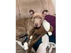 Adopt ABBY a Pit Bull Terrier