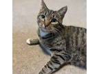 Adopt Gloria a Domestic Short Hair