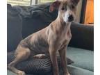 Adopt Roux a Catahoula Leopard Dog, Mountain Cur