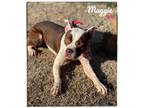 Adopt Maggie a Pit Bull Terrier