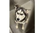 Adopt DAPHINE a Husky