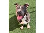 Adopt Dragonfly a Pit Bull Terrier, Mixed Breed