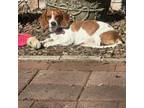Adopt Poppy a Dachshund, Beagle