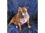 Adopt Allie a Pit Bull Terrier