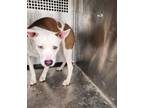 Adopt Winnie a Pit Bull Terrier