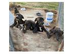 Adopt Black Lab Pups (female)- Courtesy Post a Black Labrador Retriever, Hound