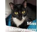 Adopt Miss MoneyPenny a Domestic Short Hair, American Curl