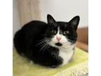 Adopt Aubrey a Domestic Short Hair