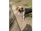 Adopt May a Hound