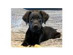 Adopt Winter Sweets: Twinkle a Labrador Retriever, Pit Bull Terrier