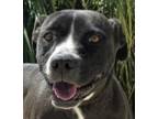 Adopt Darla - Foster or Adopt Me! a American Staffordshire Terrier