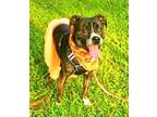 Adopt Addie a Mixed Breed