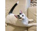 Adopt Cream Puff a Domestic Short Hair