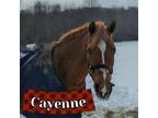 Adopt Cayenne a Arabian