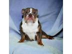 Bulldog Puppy for sale in Duluth, GA, USA