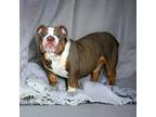 Bulldog Puppy for sale in Duluth, GA, USA