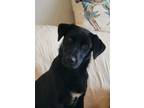 Adopt Lexi a Black Labrador Retriever, Basset Hound