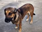 Adopt Lucy a Basset Hound, Black Labrador Retriever
