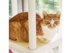 Adopt Chrystal a Domestic Medium Hair