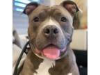 Adopt Mimi a Staffordshire Bull Terrier, Pit Bull Terrier