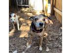 Adopt Kasey a Beagle, Rat Terrier