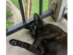 Adopt Samantha a Domestic Short Hair, Burmese