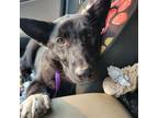 Adopt Loyality Lynn a Australian Shepherd, German Shepherd Dog