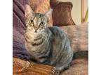 Adopt Hannah a Tabby, Domestic Short Hair