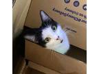 Adopt Bonnie a Domestic Short Hair