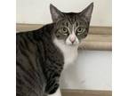 Adopt Astrid a Tabby, Domestic Short Hair