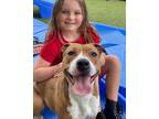 Adopt Delilah a Pit Bull Terrier, Hound