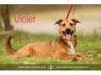 Adopt Violet a Mixed Breed