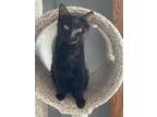 Adopt Shadow a Domestic Short Hair