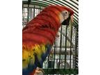 Adopt Rosie and Bilbo a Macaw