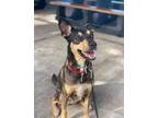 Adopt Lola a Doberman Pinscher