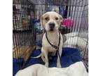 Adopt Frost a Pit Bull Terrier