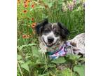 Adopt Aster a Mixed Breed