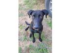 Adopt Bonnie a Labrador Retriever