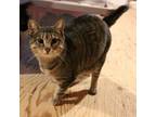 Adopt Lara a Tabby