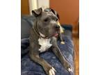 Adopt SheRa (formerly Sheila) a Pit Bull Terrier