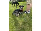 Adopt Princess Ottie (4 with Christy) a Australian Shepherd, Terrier