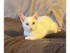 Adopt Zinfindale a Domestic Short Hair
