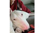 Adopt Annabelle a Bull Terrier