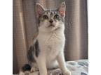 Adopt Bonnie Blue a Domestic Short Hair