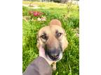 Adopt Fahmeh, the pretty girl with kind eyes a Canaan Dog, German Shepherd Dog