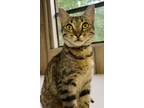 Adopt Ginger Ale a Domestic Short Hair, Egyptian Mau